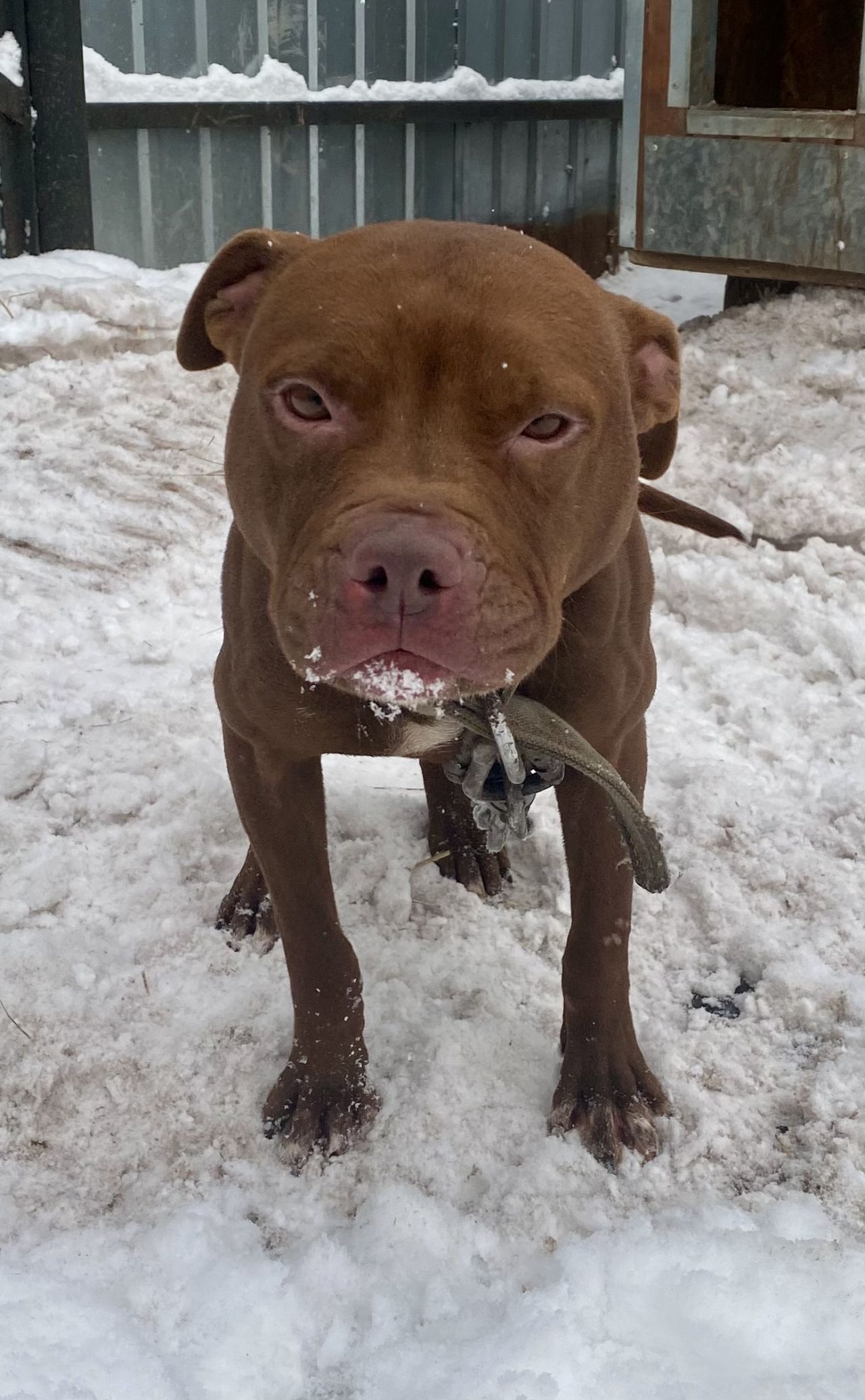 Photo of the dog