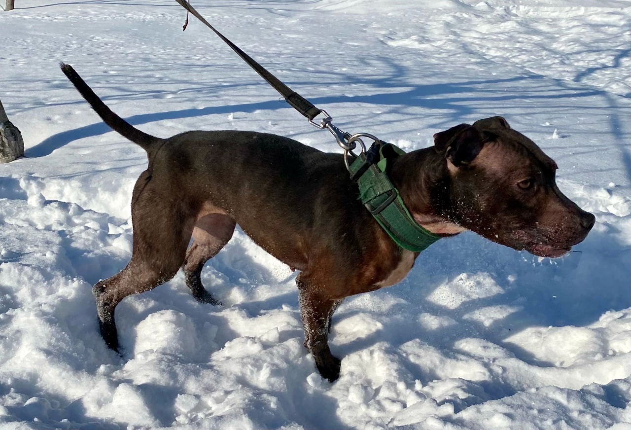 Photo of the dog