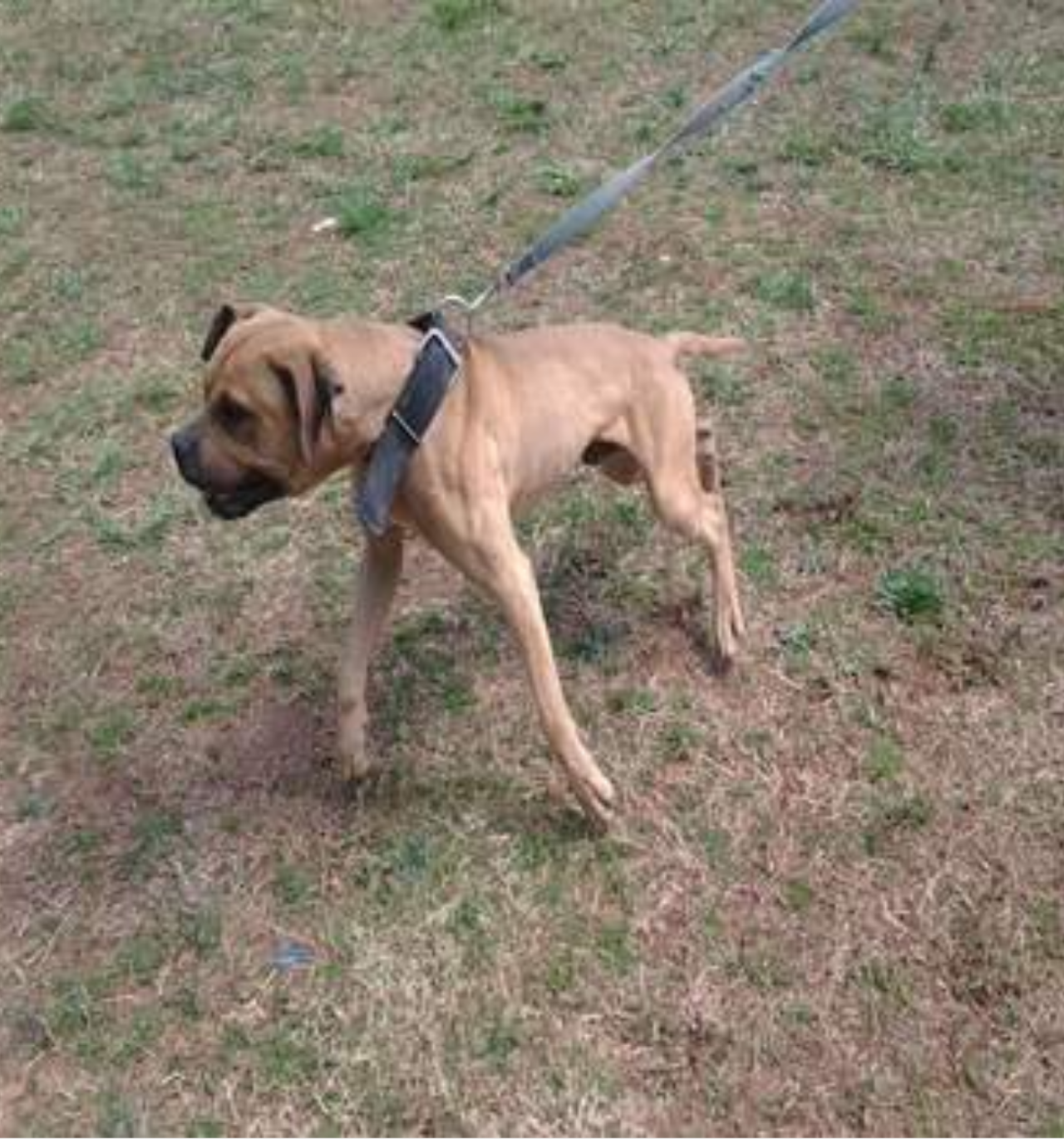 Photo of the dog