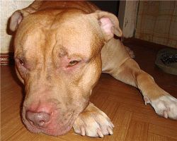 Photo of the dog