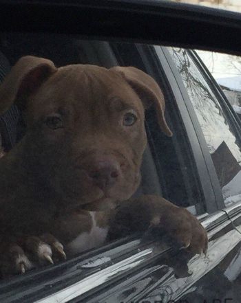 Photo of the dog