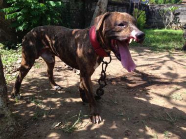 Photo of the dog