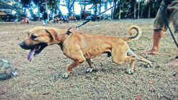 Photo of the dog