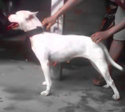 Photo of the dog