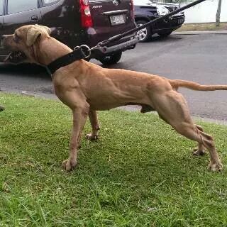 Photo of the dog