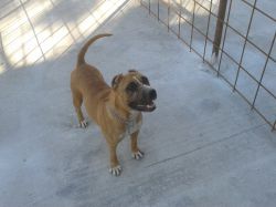 Photo of the dog