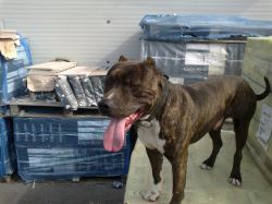 Photo of the dog