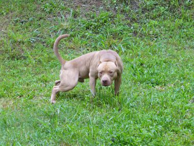 Photo of the dog