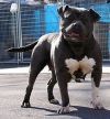 Photo of the dog