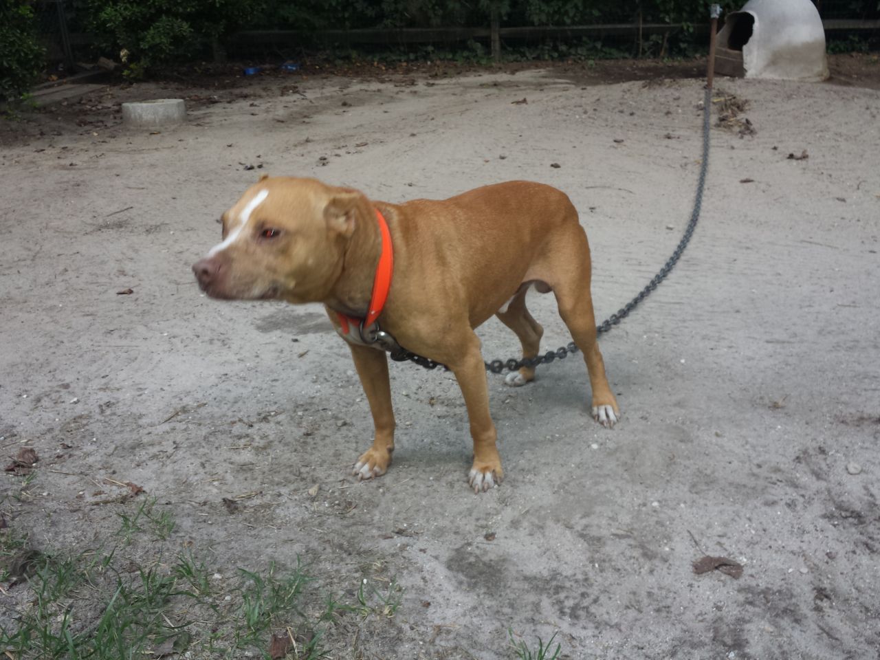 Photo of the dog