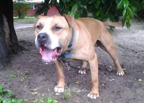 Photo of the dog