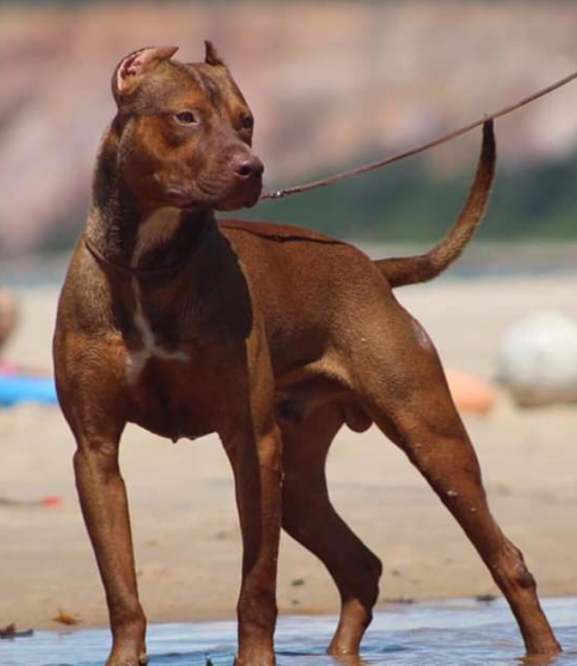 Photo of the dog