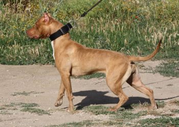 Photo of the dog