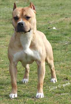 Photo of the dog
