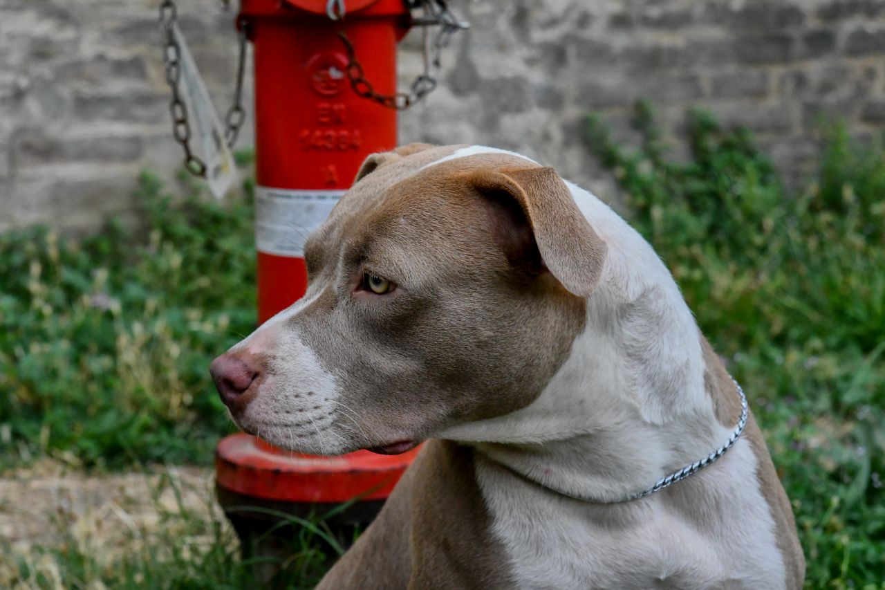 Photo of the dog