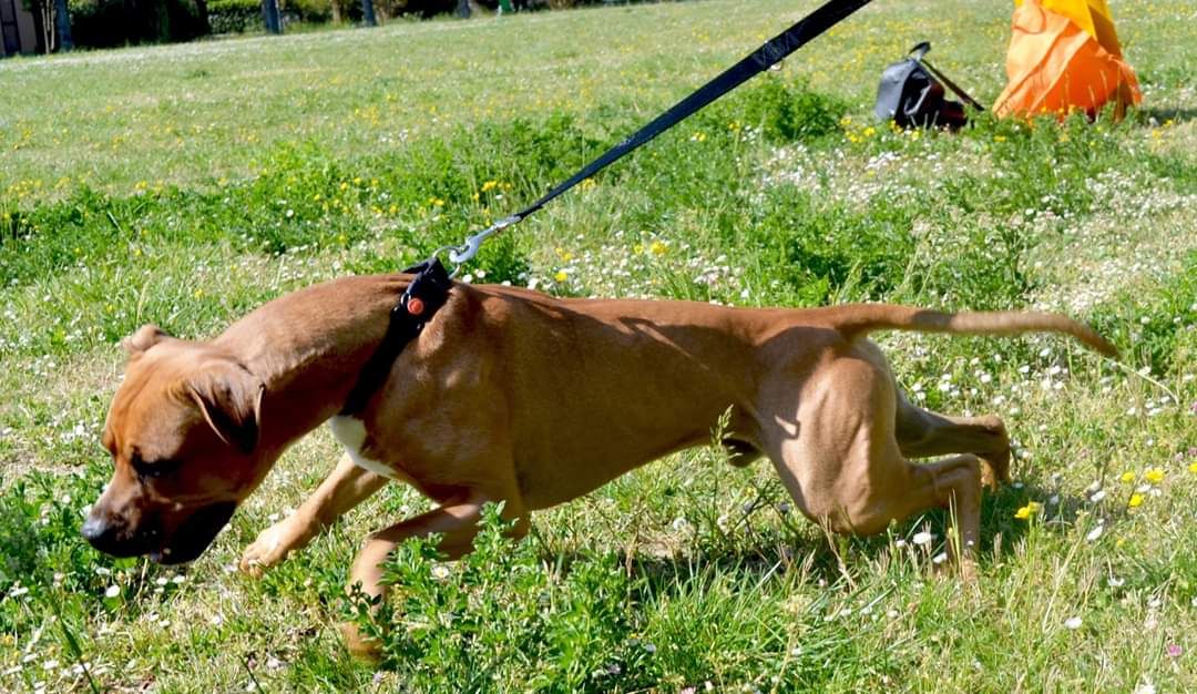 Photo of the dog