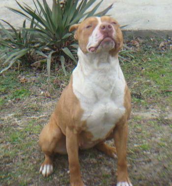 Photo of the dog