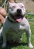 Photo of the dog