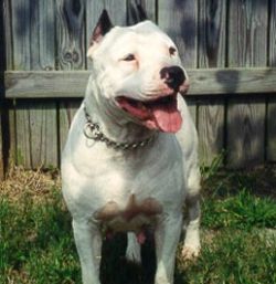 Photo of the dog