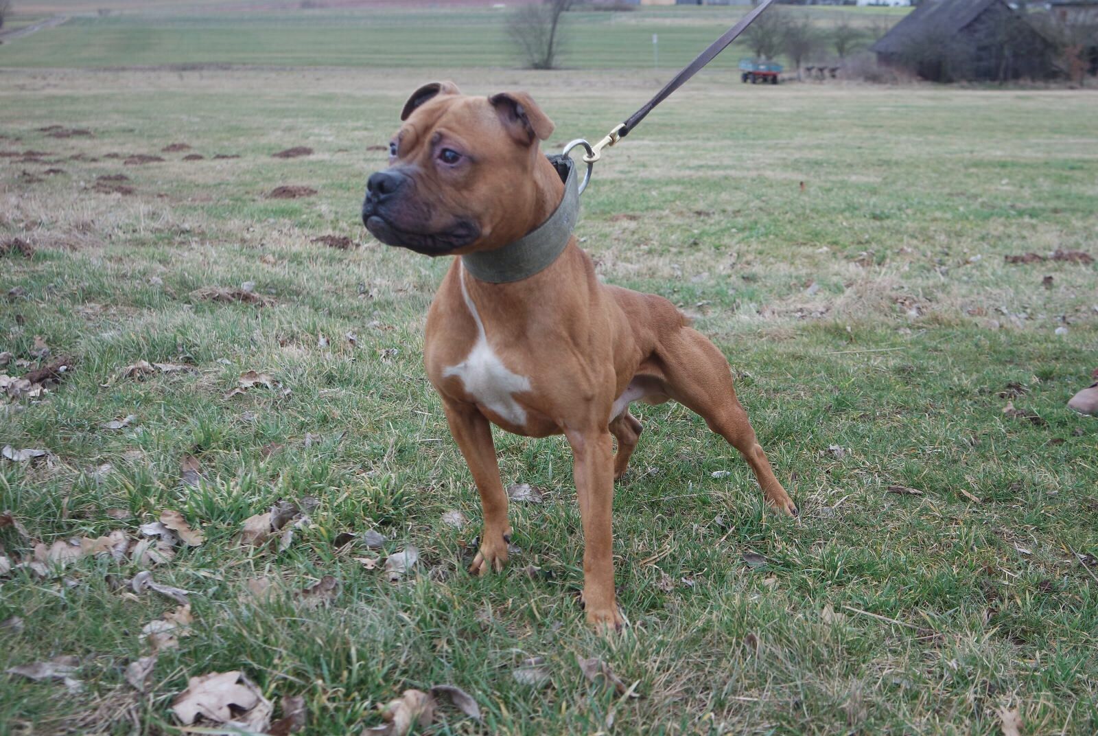 Photo of the dog