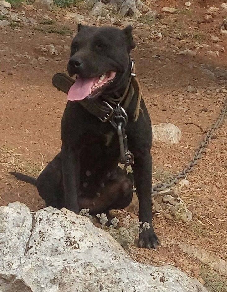 Photo of the dog