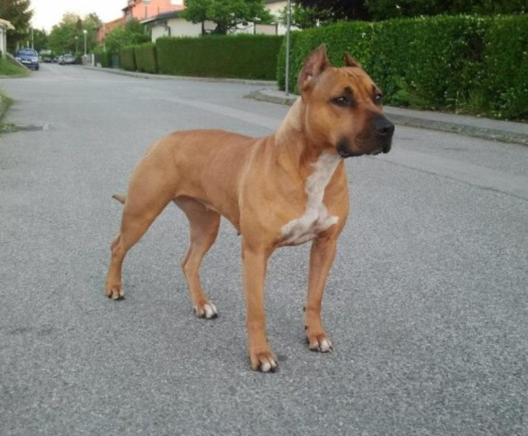 Photo of the dog