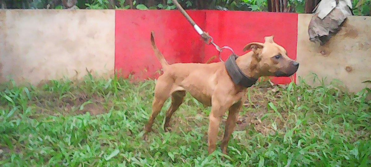 Photo of the dog