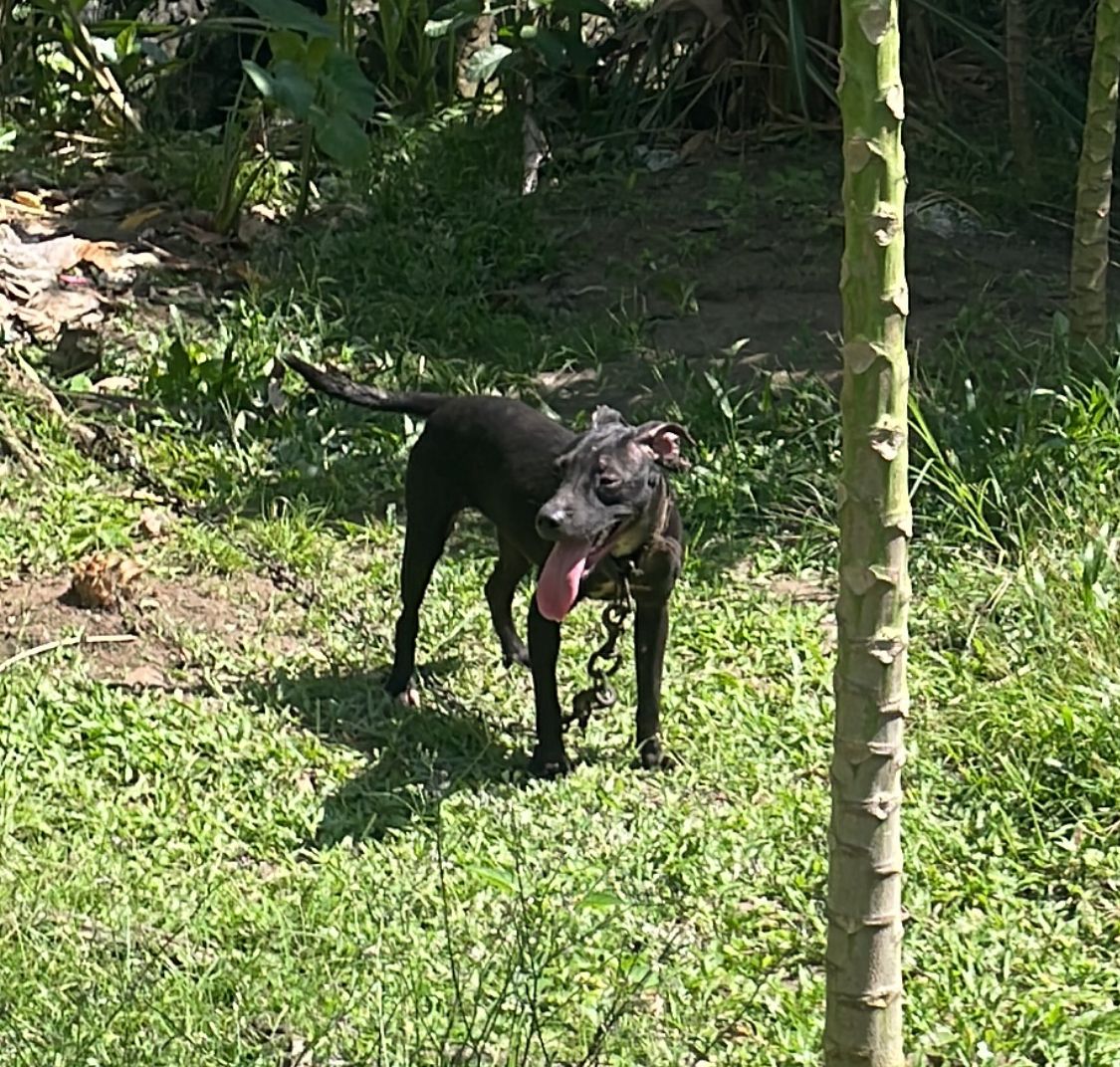 Photo of the dog