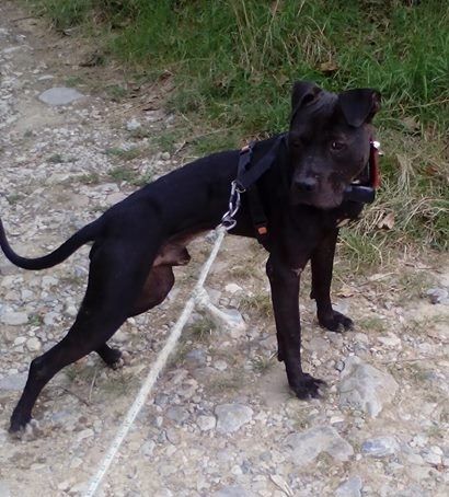 Photo of the dog