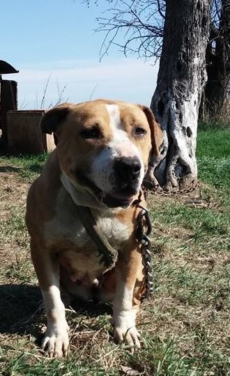 Photo of the dog