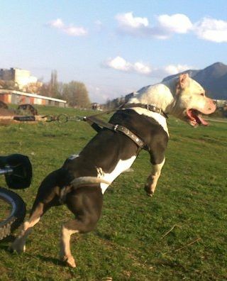 Photo of the dog