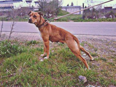 Photo of the dog