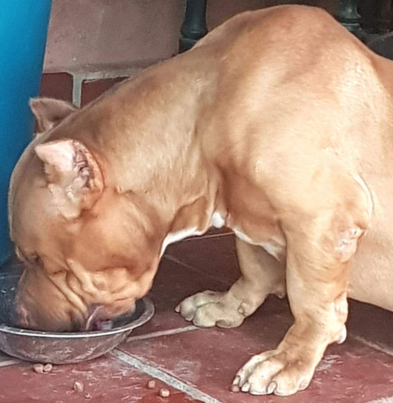Photo of the dog