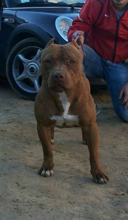 Photo of the dog