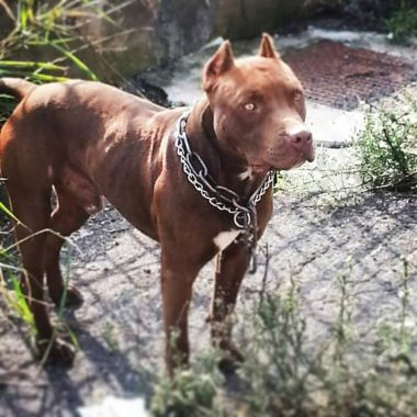 Photo of the dog