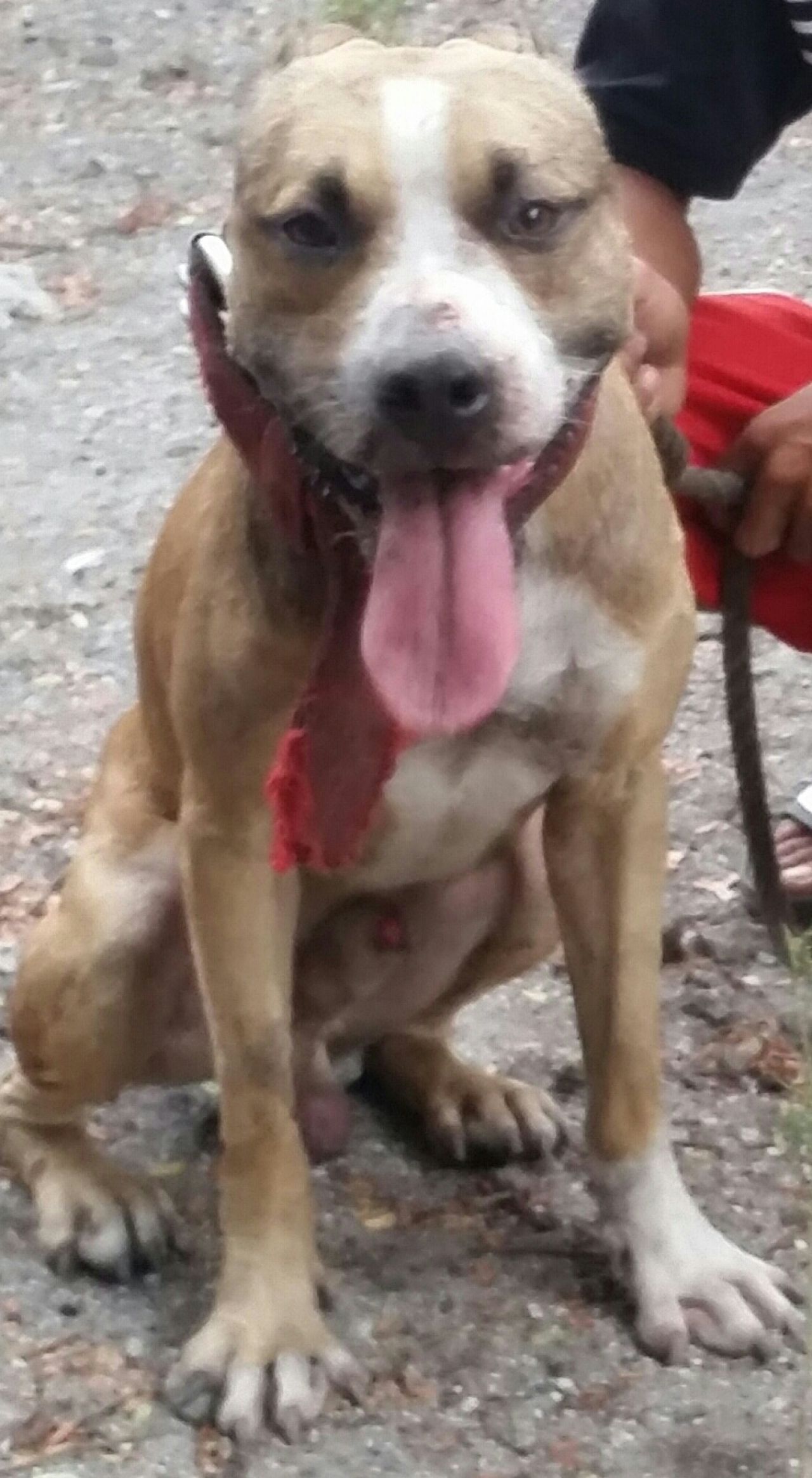 Photo of the dog
