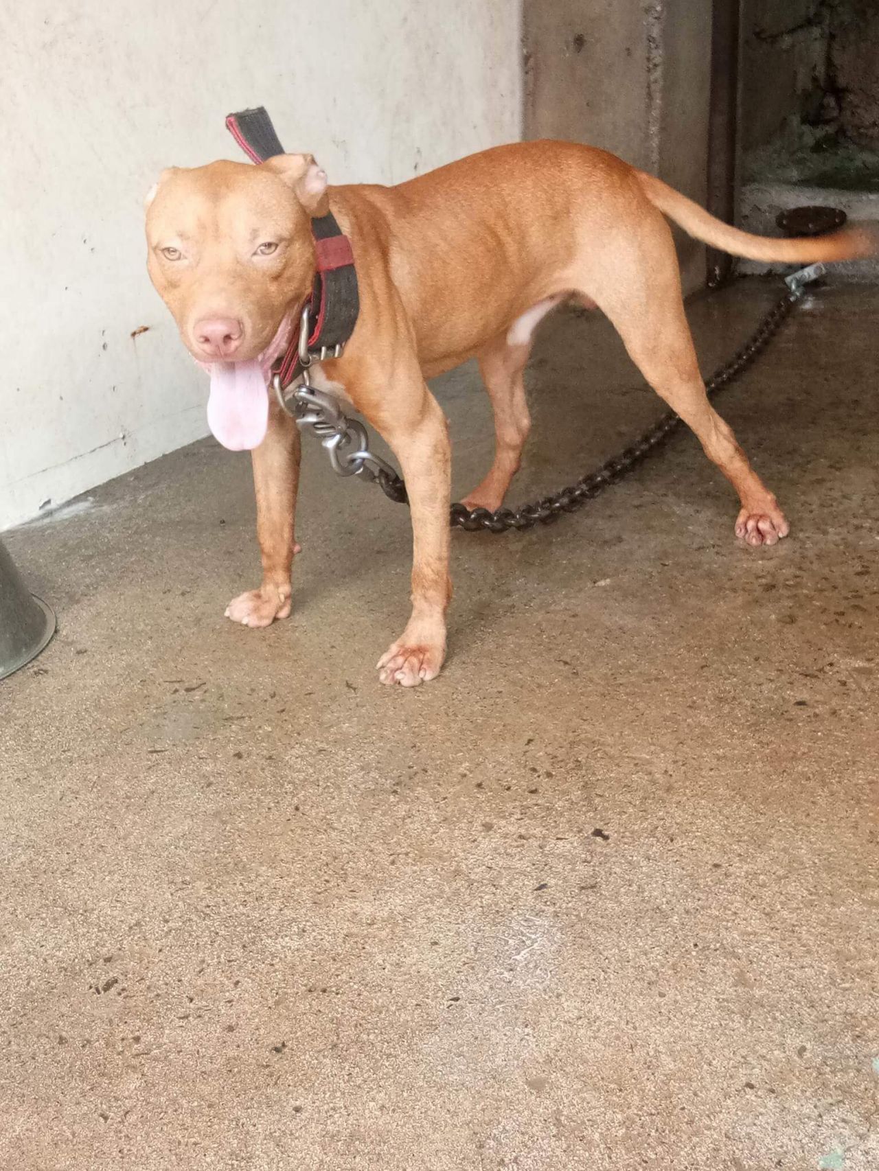 Photo of the dog