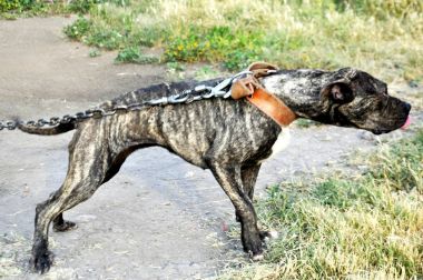Photo of the dog