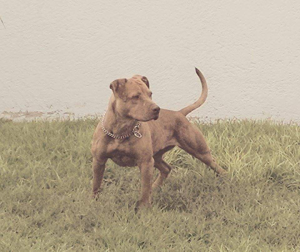 Photo of the dog