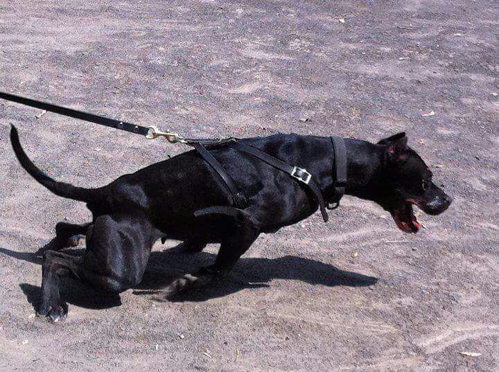 Photo of the dog