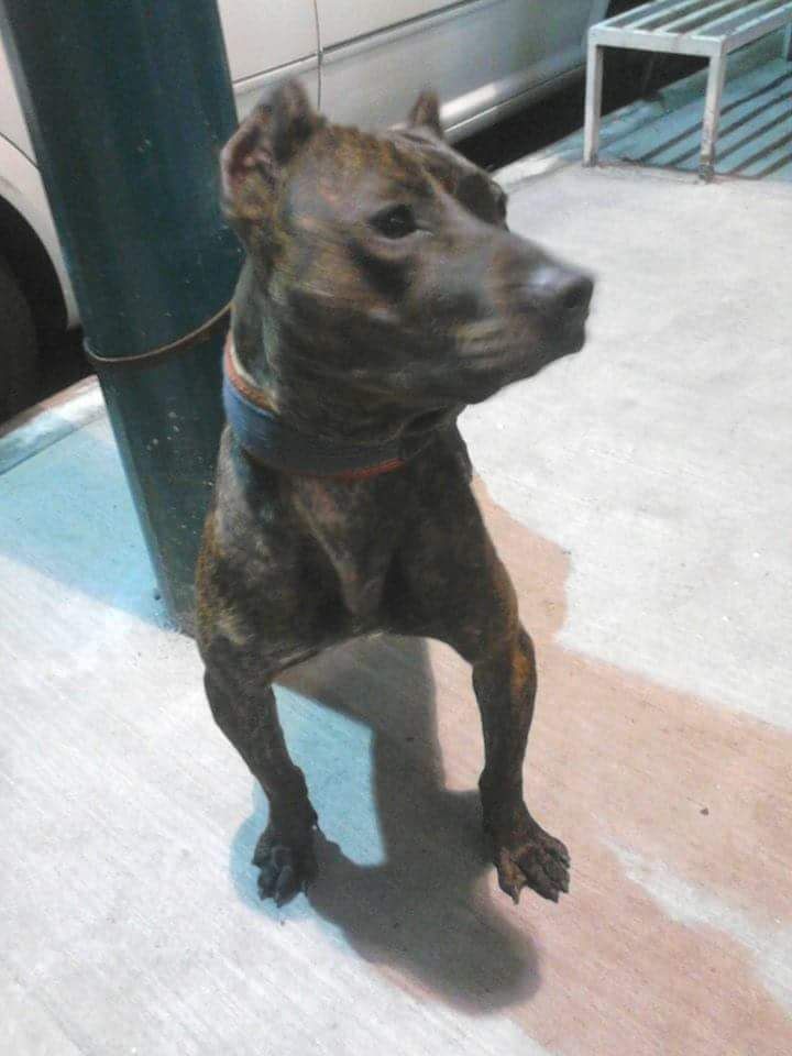Photo of the dog
