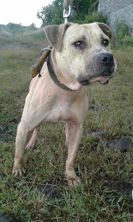 Photo of the dog