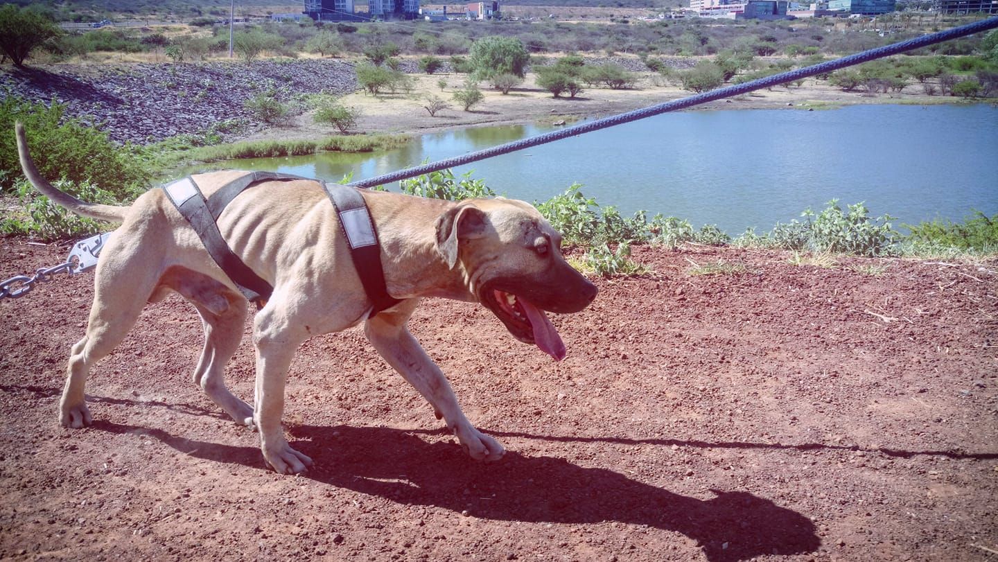 Photo of the dog