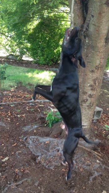 Photo of the dog