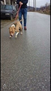 Photo of the dog