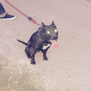 Photo of the dog