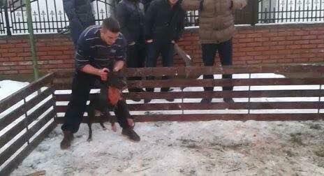 Photo of the dog