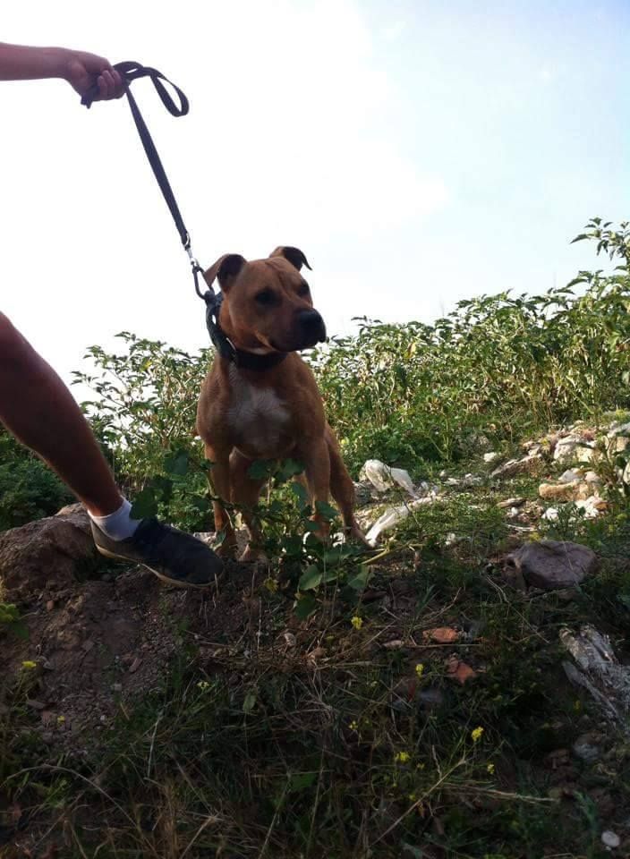 Photo of the dog