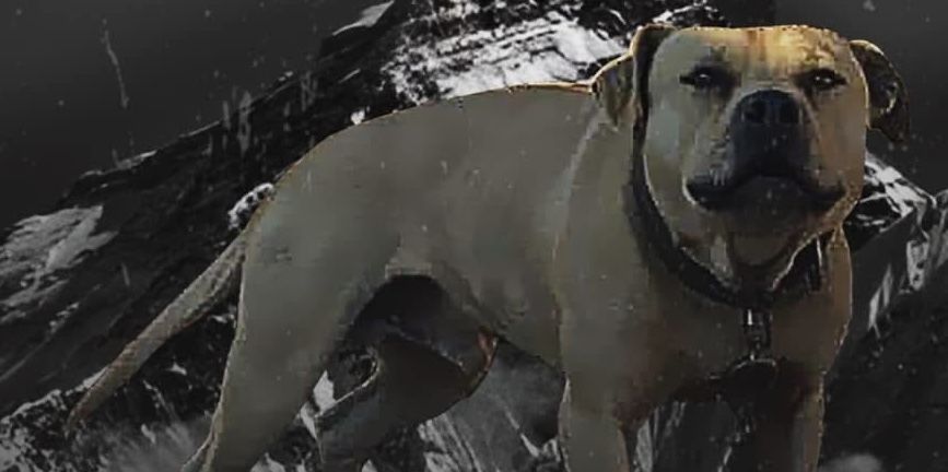 Photo of the dog