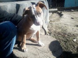 Photo of the dog
